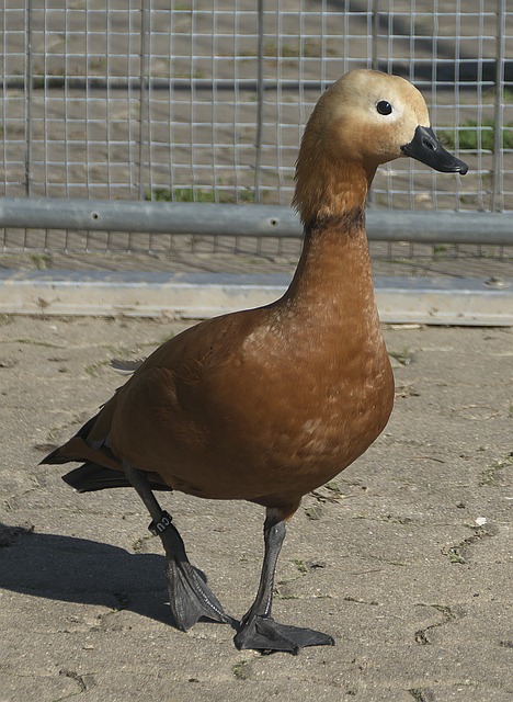 明度